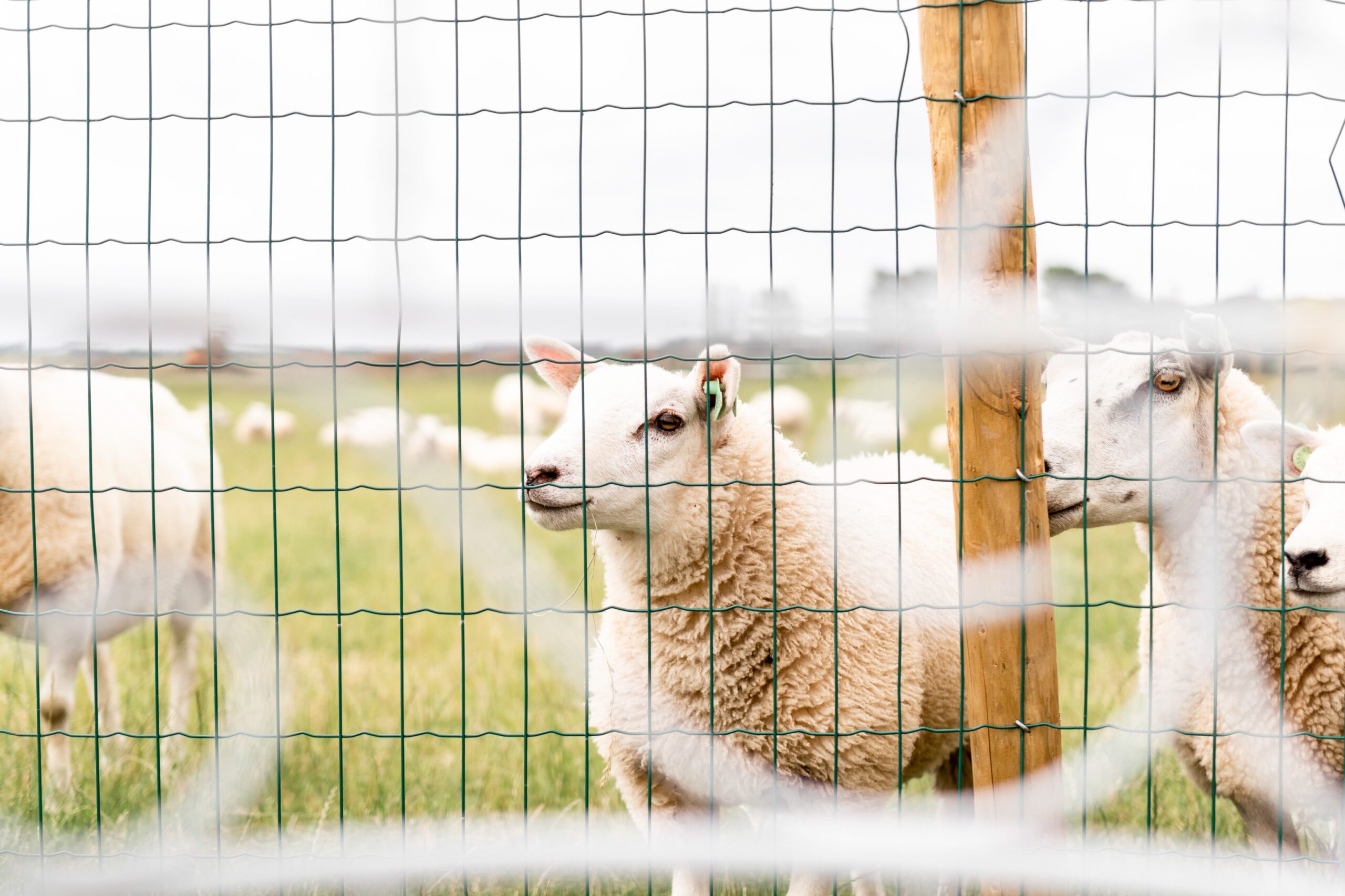 Bruidsfotograaf Nijmegen
